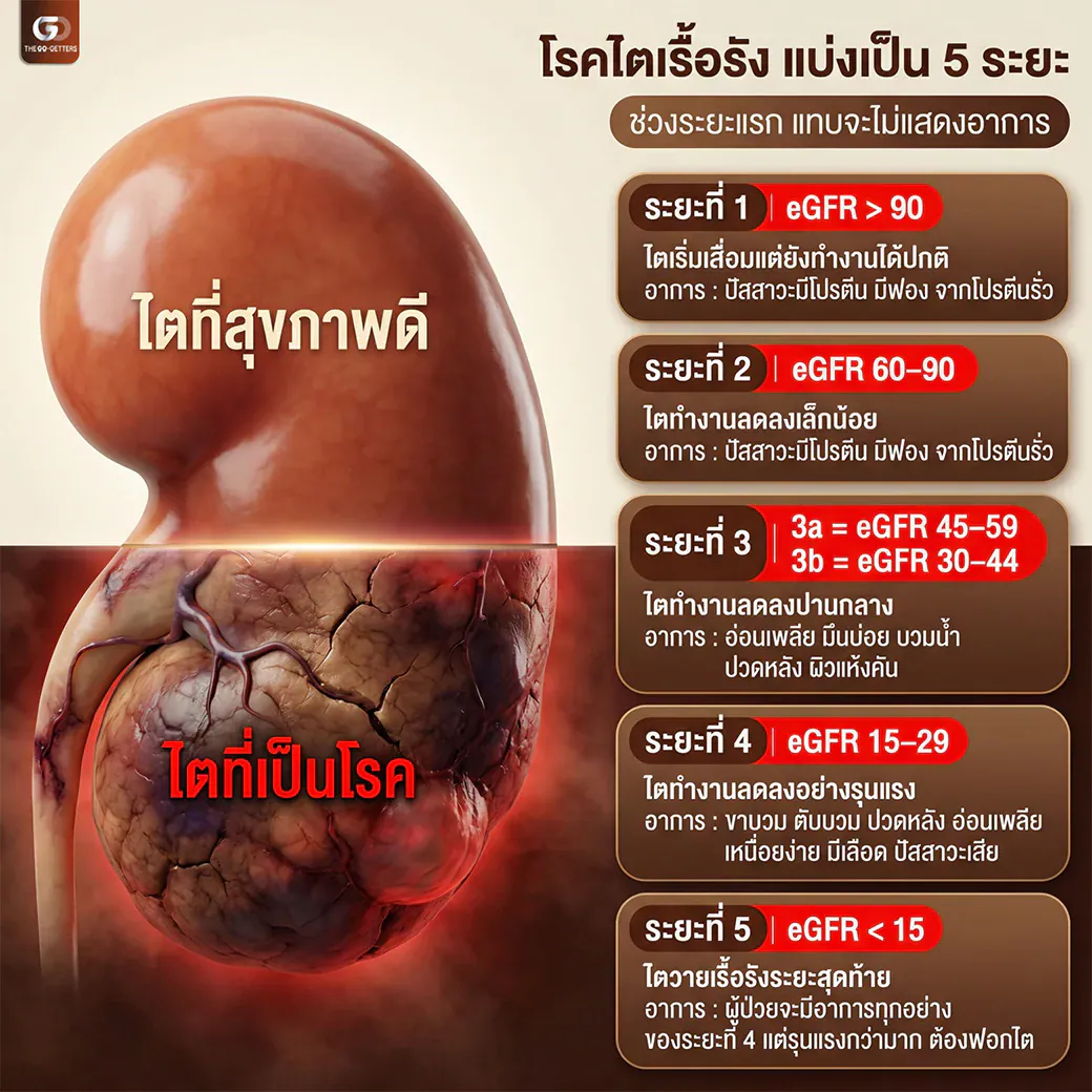 อินโฟกราฟิก ความรู้เรื่องระยะการทำงานของไต